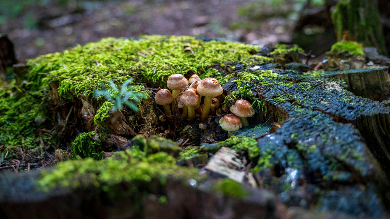 De combinatie van biophilic design en akoestiek